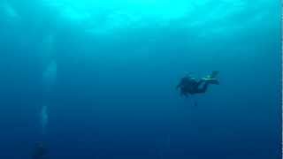 preview picture of video 'BLUE WATER DIVING GOPROで撮影'