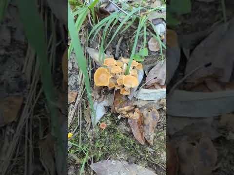 Ringless Honey Mushrooms. Foraging, Survival, Bushcraft, Offgrid Family Farm Homestead. Learning