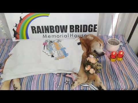 Buddy's cremation, vanish into ashes. Rest in love - sincerely, your family