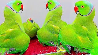 Parrot Love Sounds Natural🎀✨️