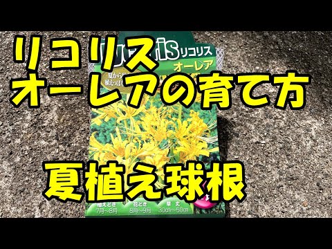 園芸 黄色のリコリス、黄色の曼珠沙華