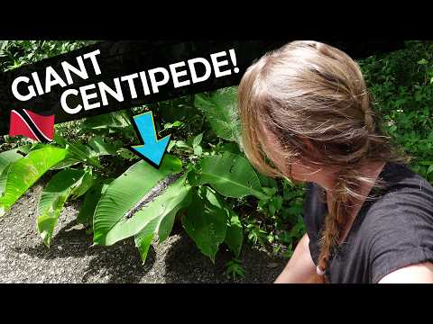 Trinidad has the World's BIGGEST Centipede!