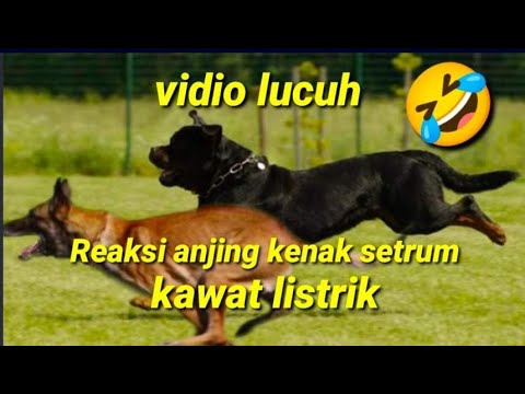 #vidio_lucu #reaksi anjing kenak setrum