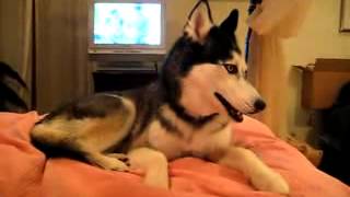 Husky Dog Talking - " I love you "
