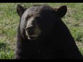 34 Minutes Of Petrifying Bear Attacks
