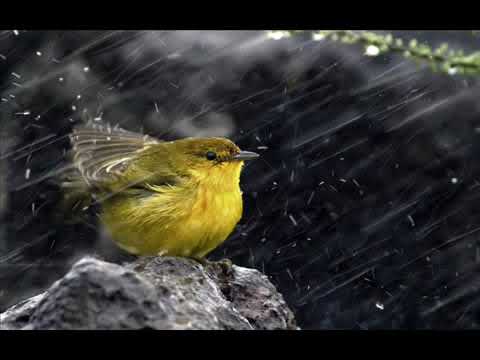 Subir Nondi   Ami Bristir Kach Theke