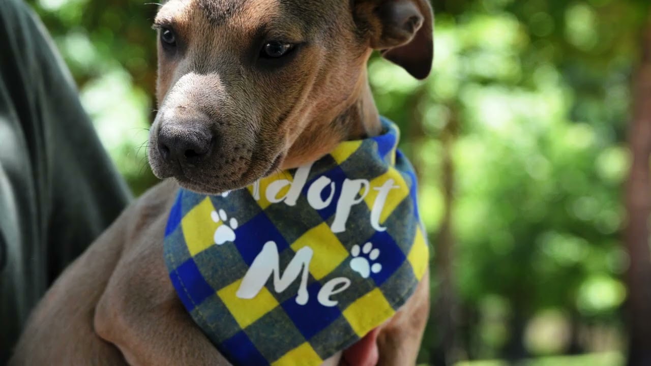 Enlarge Scooby Doo, a ADOPTABLE mixed breed in North Attleboro, MA video 6/6