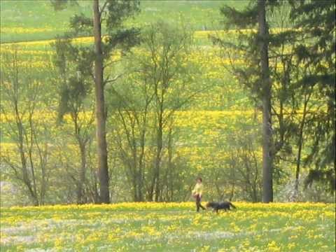 Dunja Knebl  -  VU PŠENICI BELE RUŽE CVETEJU