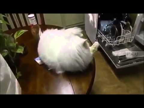 Funny Cat Videos   Funny Cat Videos Compilation 2015