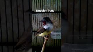 Download lagu Empuloh irang #ozzy mp3 Download lagu Empuloh irang #ozzy mp3