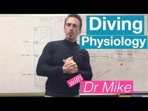 Diving Physiology | Respiratory System