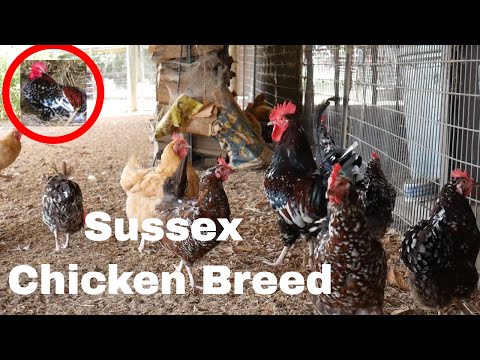 , title : 'Chicken Breed Analysis: Sussex'