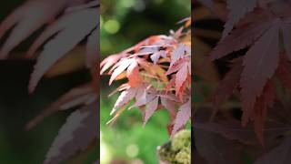 6年生モミジの湯吞みミニ盆栽の芽吹き  #盆栽 #bonsai