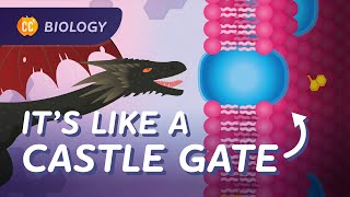 How Does Stuff Get Into Your Cells? (Cell Membranes): Crash Course Biology #24
