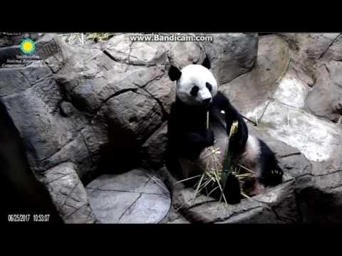 2017.06.25 Mum enjoying bamboo