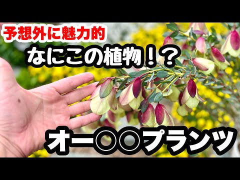 園芸 イラクサと蝶