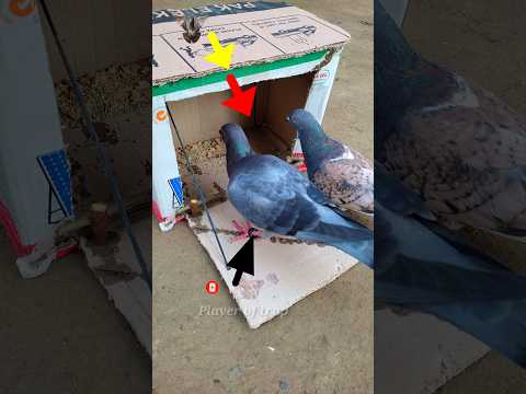 pigeon trap | bird trap-best quick bird trap using cardboard #shorts