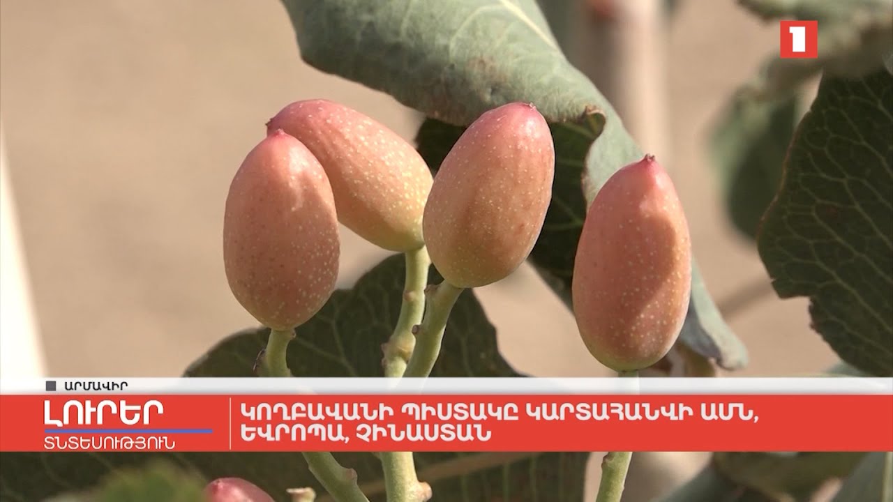 Կողբավանի պիստակը կարտահանվի ԱՄՆ, Եվրոպա, Չինաստան