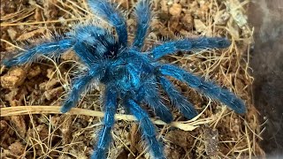 アンティルピンクトゥが歩くだけ　antilles pink toe tarantula just walk