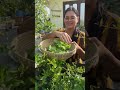 Abundance From Summer Vegetable Garden Organicgardening
