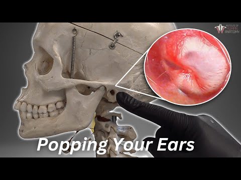 Why We Pop Our Ears