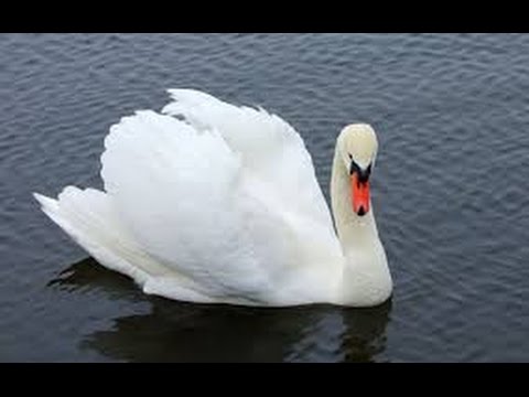 TPM Tamil Song No.462 - Jeba Aavi Arulum Deva....