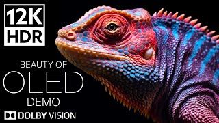 EXTREME COLORS of Dolby Vision 12K HDR 240fps