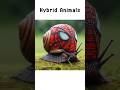 Hybrid Animals Meme Shorts