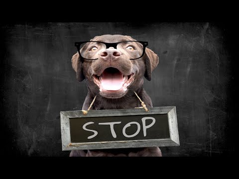 Sound To Stop Neighbours Dog Barking