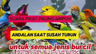 Download lagu Suara pikat burcil paling ampuh andalan saat burung sudah turun mp3 Download lagu Suara pikat burcil paling ampuh andalan saat burung sudah turun mp3