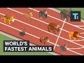 These Are The World S Fastest Animals