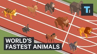 These are the world&#39;s fastest animals