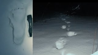 Investigating Creepy Bigfoot Encounter  - TRACKS FOUND! - Mountain Beast Mysteries 84