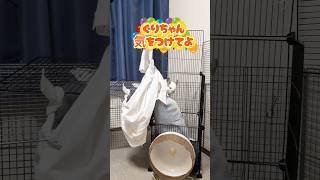 癒しの動物‎🩷 睡眠導入としても💤観てね