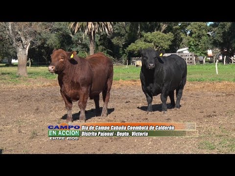 Angus -  Día de Campo Cabaña Coembotá - Magdalena Calderón y otros