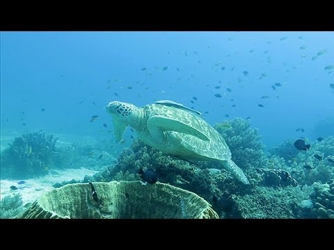 12 Stunning Videos of Life Beneath the Waves