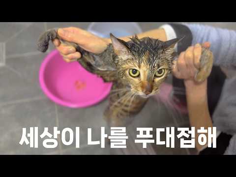 가출했다가 상처만 받고 돌아온 고양이