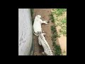 White Tiger Vs White Lion