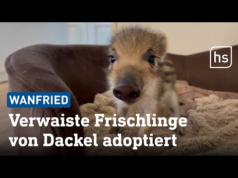 Dackeldame erzieht jetzt verwaiste Wildschwein-Frischlinge | hessenschau