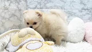 ハーフ犬の動画01