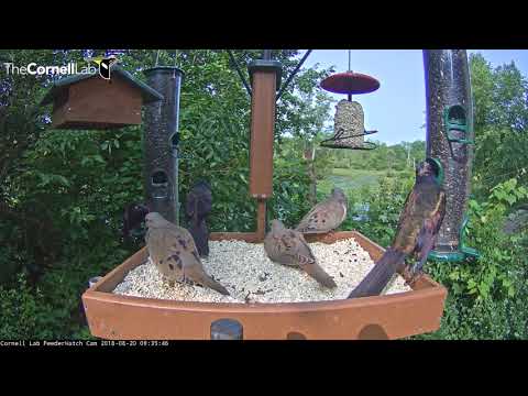 Common Grackles Shimmer In The Sun – August 20, 2018