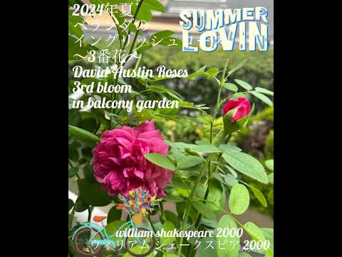 バルコニーの花: 想像力豊かに組み合わせたもの トピックス