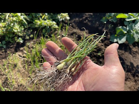 , title : '小さい玉ねぎ苗の植え付け方法　寒さが来る前に根を活着させることが肝心　22/11/3'