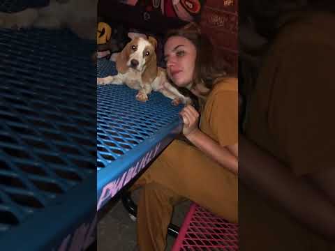 Pups out 🐶 #dog #shorts #explore