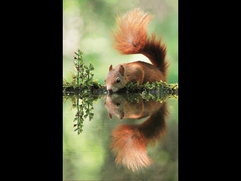 Broken Vessels Amazing Grace  with Cute Red Squirrels