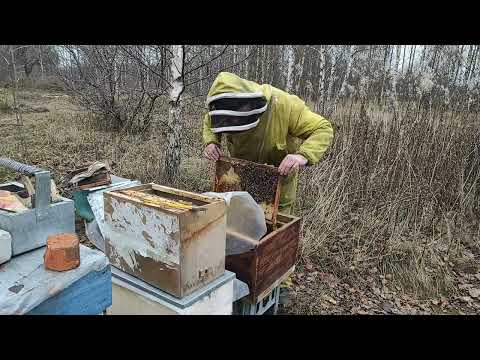 Пчеловодство.Переселение летнего отводка в ноябре перед зимовкой. #Пчеловодство #Переселение_отводка