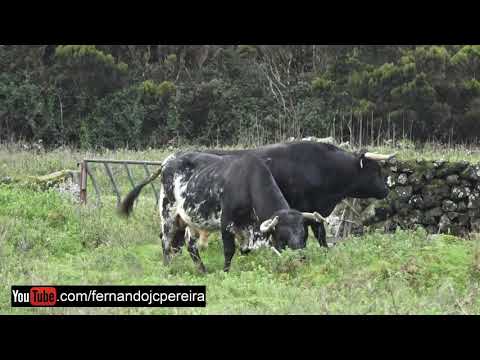 JAF Cattle Ranch In Ten Minutes - Terceira Island