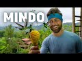 MINDO, ECUADOR Everything To See & Do | This is why you NEED to visit Mindo!