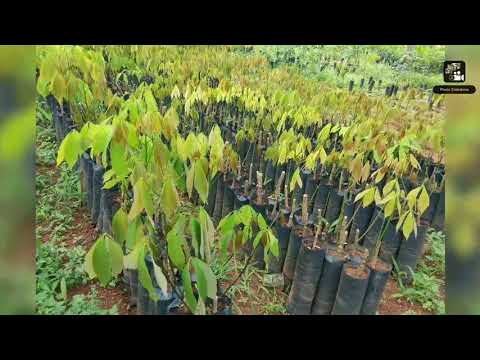 Annai Rubber Nursery.Thiruvattar.Cell:9442283785