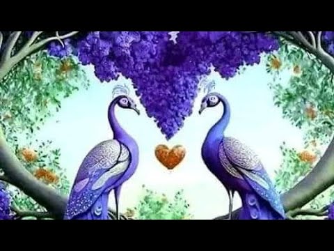 zaj paj lug zoo noog heev